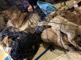 Thanh Hóa: Bắt băng nhóm “cẩu tặc” trộm cả trăm tấn chó