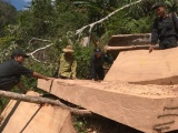 Phát hiện thêm 500m³ gỗ trong vụ phá rừng quy mô lớn ở Đắk Lắk