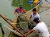 Bà Rịa - Vũng Tàu: Thử nghiệm nuôi cá Chình để chuyển giao công nghệ đến người dân