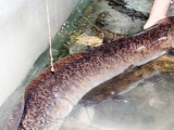 Nghệ An: Bắt được cá lệch nặng 16kg trên sông Lam