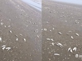 Hà Tĩnh: Hàng tấn cá biển chết dạt vào bờ chưa rõ nguyên nhân
