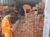 Hải Phòng: Bắt giữ 3 container gỗ quý nhập khẩu trái phép