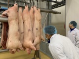 Lên mức kỷ lục, giá thịt lợn sẽ tiếp tục tăng đến Tết Nguyên đán