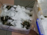 Đà Nẵng: Phát hiện tôm hùm ở cửa hàng hải sản có bơm tạp chất