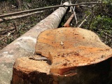 Đắk Nông: “Thâm nhập” đại công trường khai thác gỗ quy mô lớn (kỳ 1)