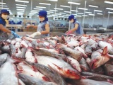 Mỹ công nhận hệ thống an toàn thực phẩm cá da trơn của Việt Nam