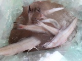 Quảng Ninh: Tiêu hủy hơn 1,2 tấn cá khoai đông lạnh nhập lậu