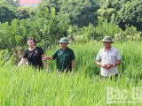 Huyện Lạng Giang (Bắc Giang): Sẵn sàng đón nhận đạt chuẩn nông thôn mới