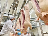 Bộ NN&PTNT: Nhanh chóng ổn định nguồn cung thịt lợn dịp Tết Canh Tý