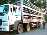 Bắt và tiêu hủy hơn 10 tấn lợn thịt nhập lậu từ Campuchia