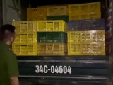 Quảng Ninh: Thu giữ hơn 6.200 con vịt giống nhập lậu
