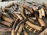 Hải Phòng: Bắt giữ 2 tấn ngà voi, vảy tê tê giấu trong container gỗ