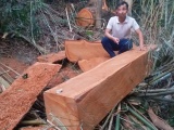 Gia Lai: Thâm nhập “đại công trường” khai thác gỗ quy mô lớn trong rừng cộng đồng (Kỳ 1)