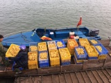 Quảng Ninh: Thu giữ 3.200 con vịt giống nhập lậu