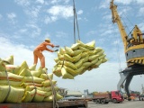 Có thêm gần 50 thương nhân đủ điều kiện xuất khẩu gạo