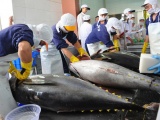 Năm 2020, xuất khẩu cá ngừ dự kiến chỉ tăng 15% 