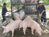 Bộ NN & PTNT vào cuộc, giá thịt lợn đồng loạt giảm