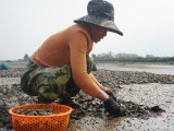 Hà Tĩnh: Hàng chục tấn ngao bị chết trắng đầm