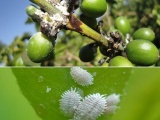 Đánh bay rệp sáp – mối nguy hại hàng đầu của người trồng cà phê