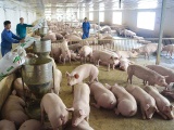 Nhập khẩu thịt lợn từ Nga để bổ sung nguồn cung cho thị trường