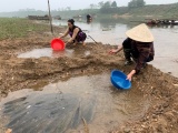 Thanh Hóa: Cá nuôi trên sông Chu bỗng chết trắng lồng