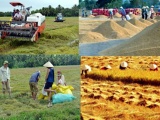 Sản lượng lúa cả nước dự kiến đạt 43,5 triệu tấn trong năm 2020