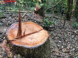 Vụ khai thác gỗ quy mô lớn trong rừng Cộng đồng tại Gia Lai: Có dấu hiệu “chìm xuồng”!?