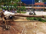 Bình Dương: Thêm một cây phượng bật gốc trong sân trường tiểu học