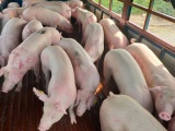 Việt Nam sẽ nhập khẩu lợn sống để hạ giá lợn hơi trong nước