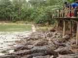 Cá sấu ế ẩm do dịch bệnh khiến người nuôi lao đao