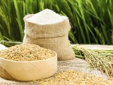 Xuất khẩu gạo Việt Nam tăng mạnh cả về lượng và giá trị  
