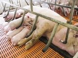 Hải Phòng: Đề xuất cho vay vốn ưu đãi hỗ trợ tái đàn lợn