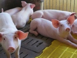 Giá lợn hơi trong nước đã hạ nhiệt trước thông tin nhập lợn sống từ Thái Lan 