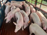 Hôm nay, chính thức cho phép nhập khẩu lợn sống từ Thái Lan 