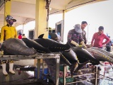 Sản phẩm cá ngừ Việt Nam có nhiều lợi thế cạnh tranh trong EVFTA