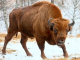 Vườn quốc gia Yellowstone: Bò rừng bison húc bay nữ du khách