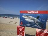 Bãi biển Cape Cod nổi tiếng nước Mỹ xuất hiện cá mập trắng