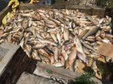 Hải Dương: Công an huyện Nam Sách phục hồi điều tra vụ cá chết hàng loạt