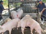 Giá lợn hơi trong nước vẫn tăng dù đã có lợn nhập từ Thái Lan
