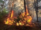 Nghệ An: Hơn 1.000 người căng mình dập cháy rừng trong đêm