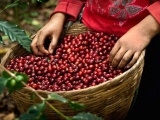 Giá cà phê hôm nay 17/7: Cà phê trong nước tăng quanh mức 31.700 – 32.300 đồng/kg