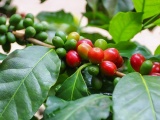 Giá cà phê hôm nay 23/7: Tiếp tục tăng từ 100 – 500 đồng/kg