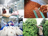 Việt Nam xuất siêu 5,2 tỷ USD nông sản trong 7 tháng đầu năm