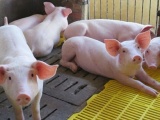 Giá lợn hơi hôm nay giảm 1.000 - 3.000 đồng/kg trên cả 3 miền