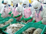 Kim ngạch xuất khẩu tôm sang Trung Quốc năm nay dự kiến tăng 7%