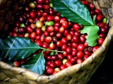 Giá cà phê tăng mạnh, hồ tiêu giữ nguyên mức 47.000 - 49.500 đồng/kg
