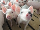 Giá lợn hơi cuối tuần giảm dưới mốc 90.000 đồng/kg