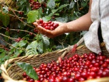 Giá cà phê hôm nay tăng nhẹ, giá tiêu trong nước cao nhất 49.500 đồng/kg