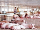 Giá lợn hơi hôm nay (19/8) tại miền Nam tiếp đà giảm nhẹ