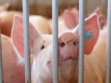 Bảng giá lợn hơi hôm nay (21/8) cao nhất dừng ở mức 87.000 đồng/kg